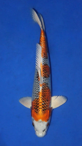 KUJAKU 40CM