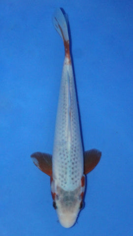 ASAGI 25CM