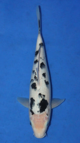 BEKKO 31CM