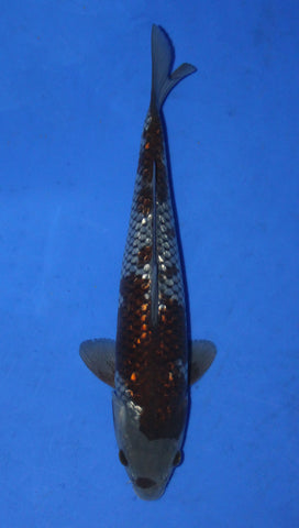 GIN RIN OCHIBA 31CM