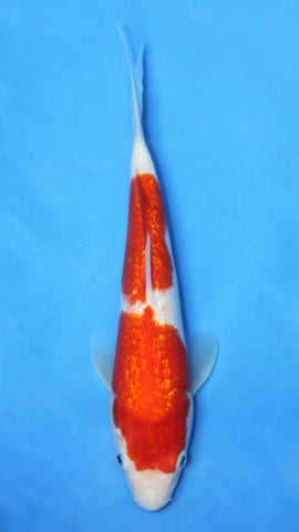 GIN RIN KOHAKU 28CM