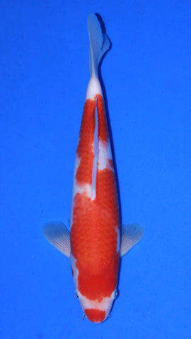 KUCHIBENI KOHAKU 30CM