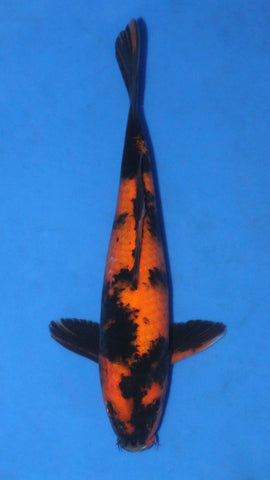 HI UTSURI 26CM