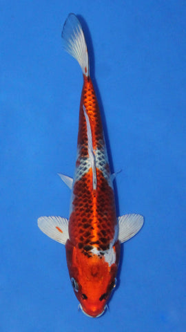 KUJAKU 21CM