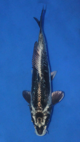 KIKOKURYU 27CM
