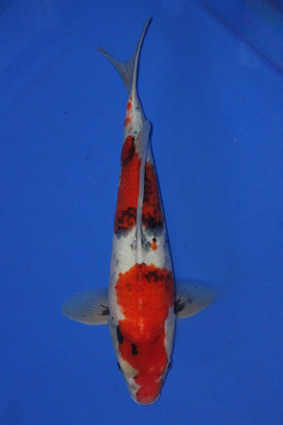 SHOWA 40CM