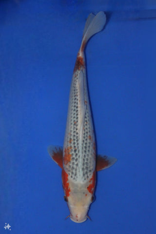 ASAGI 36CM