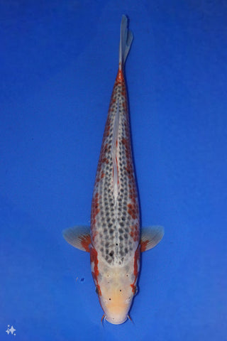 ASAGI 43CM