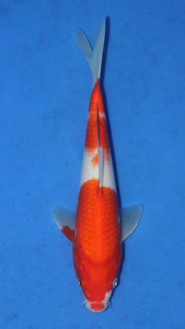 KOHAKU 25CM