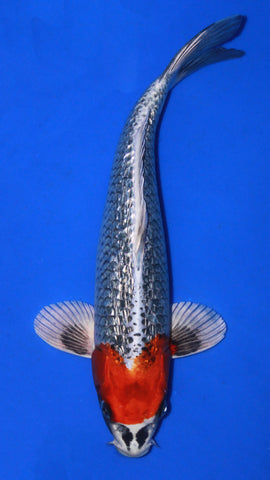 GIN RIN MARUTEN KUJAKU 32CM