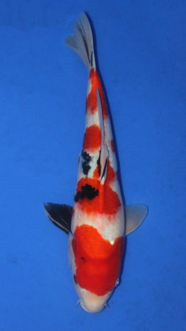SANKE 40CM