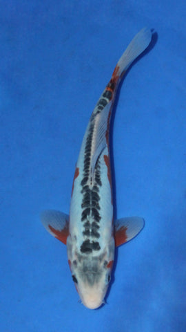 SHUSUI 27CM