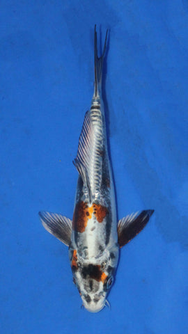 BENI KIKOKURYU 23CM