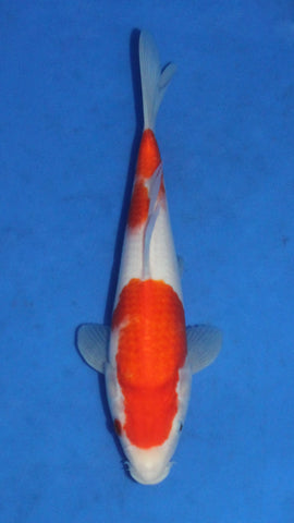 KOHAKU 26CM
