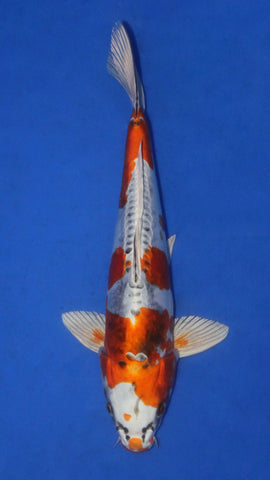 BENI KIKOKURYU 33CM