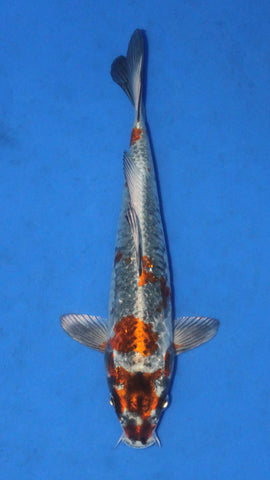KUJAKU 24CM