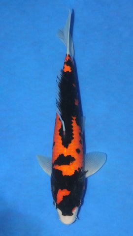 BENI KUMONRYU 30CM