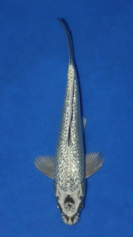 GIN RIN SILVER NEZU OGON 25CM