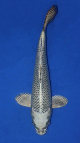 NEZU OGON 38CM