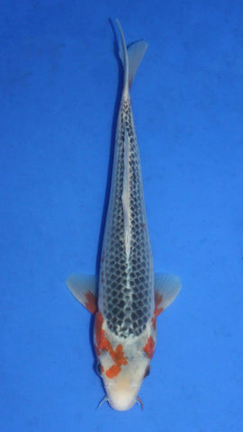 ASAGI 34CM