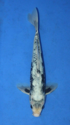 HAJIRO 28CM