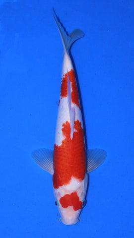 KOHAKU 28CM