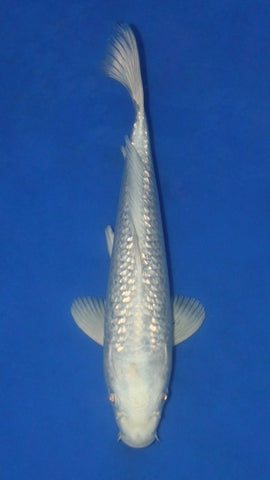 GIN RIN PLATINUM OGON 25CM