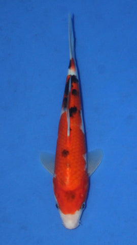 SANKE 25CM