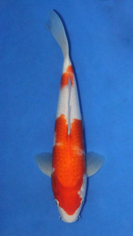KOHAKU 28CM