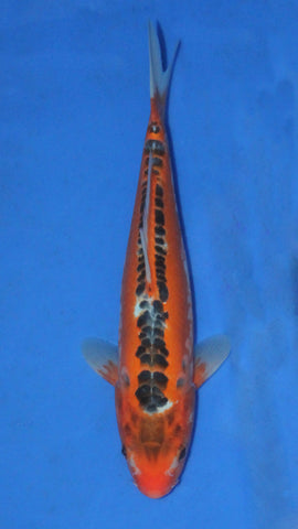 SHUSUI 30CM