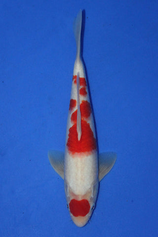 MARUTEN KOHAKU 28CM