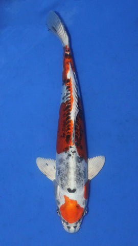 BENI KIKOKURYU 32CM