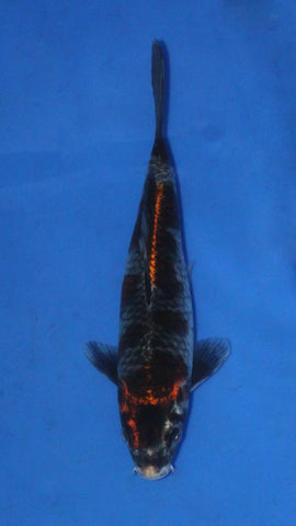 KOGANE OCHIBA 24CM