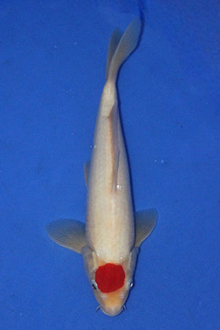 TANCHO 29CM