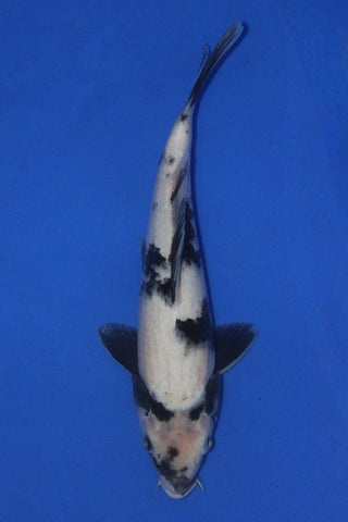 SHIRO UTSURI 29CM