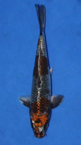 KOGANE OCHIBA 28CM