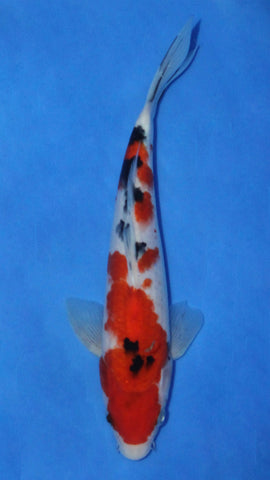 SANKE 25CM