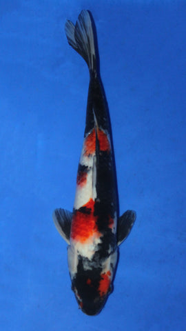 SHOWA 39CM