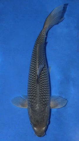 SHORAGOI 35CM