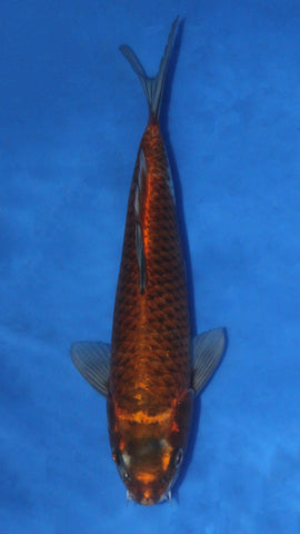 NEZU OGON 27CM