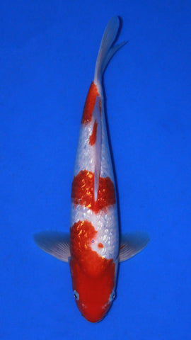 GIN RIN KOHAKU 32CM