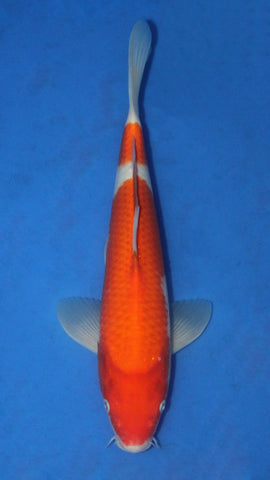 KOHAKU 32CM