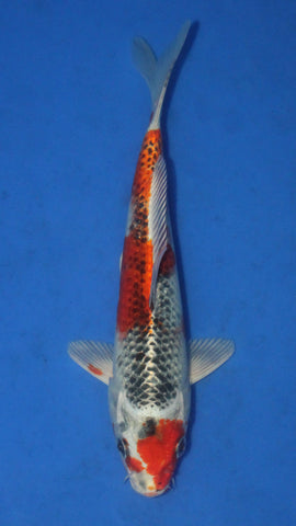 KUJAKU 24CM