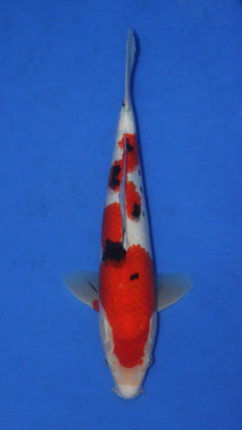SANKE 34CM