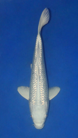 GIN RIN PLATINUM OGON 26CM