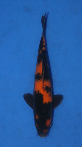 HI UTSURI 25CM