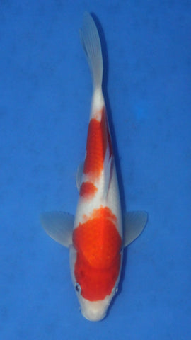 KOHAKU 24CM