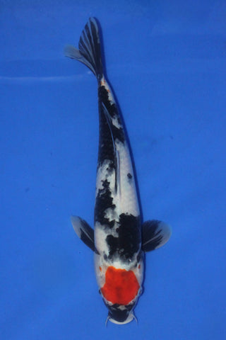 TANCHO SHOWA 33CM