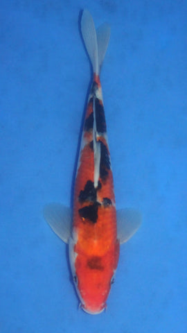 SANKE 24CM
