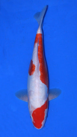 DOISTU KOHAKU 37CM